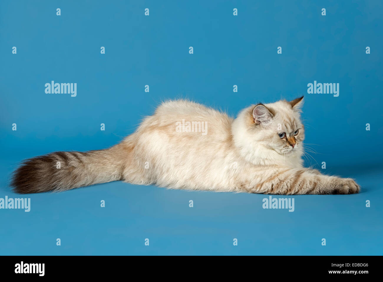 British Longhair Cat Stock Photo Alamy