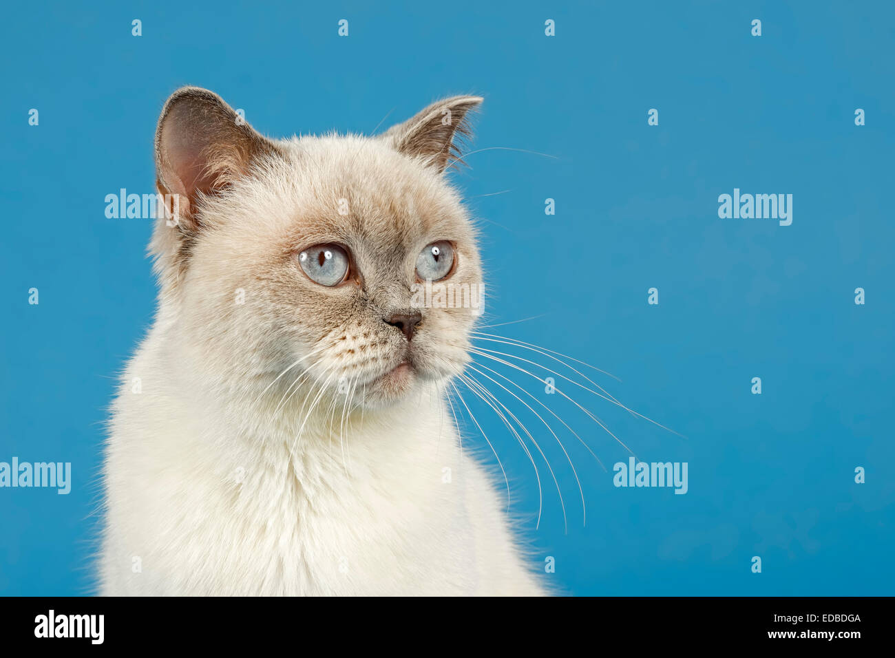 British Shorthair Cat Stock Photo