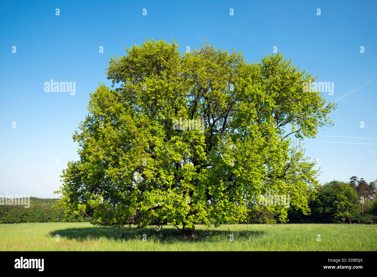Oak on the Vojsice meadows, Bile Karpaty Protected Landscape Area, White Carpathian Mountains, South Moravia, Czech Republic Stock Photo