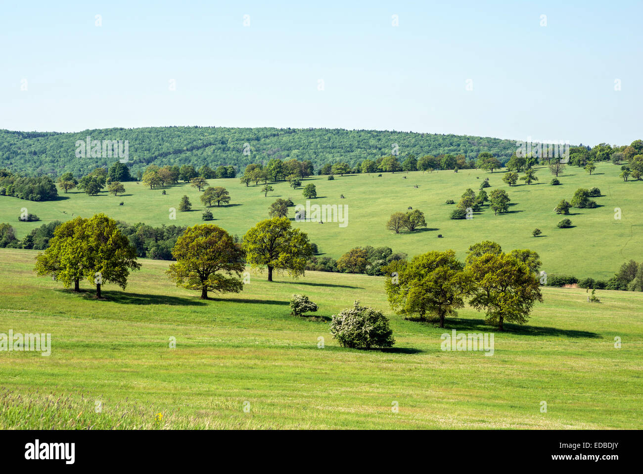 Certoryje National Nature Reserve and Vojsice meadows, Bile Karpaty Protected Landscape Area, White Carpathian Mountains Stock Photo
