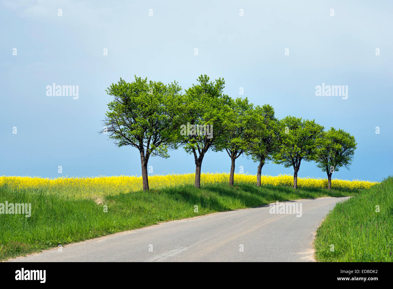 Road and trees, Louka, Hodonin district, Jihomoravsky county, South Moravia, Czech Republic Stock Photo
