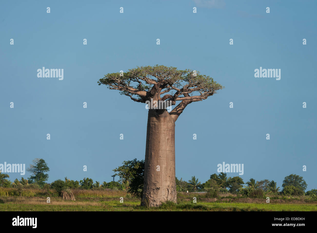 Avenue of the Baobabs, baobab (Adansonia grandidieri), Morondava, Madagascar Stock Photo