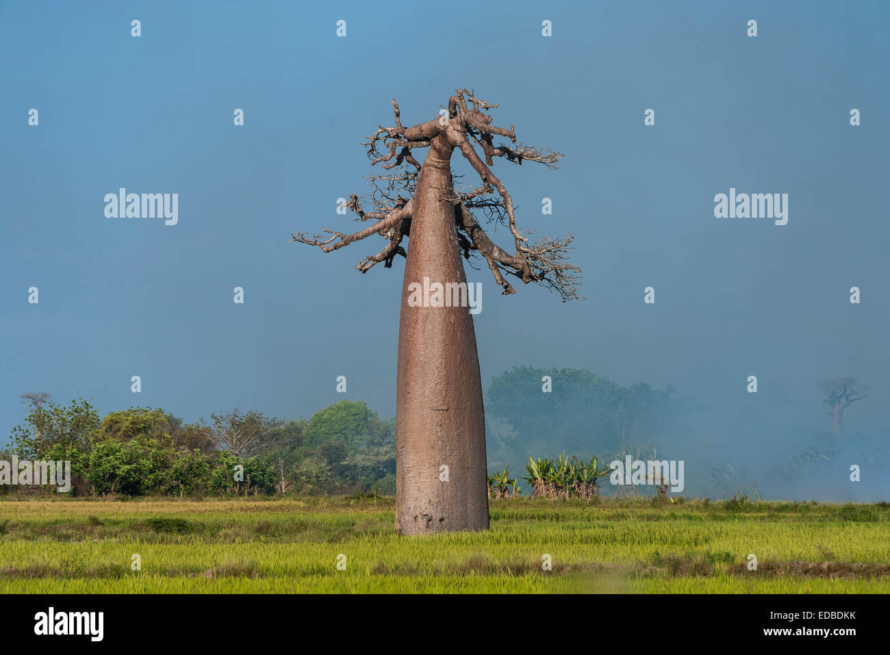 Avenue of the Baobabs, leafless baobab (Adansonia grandidieri), Morondava, Madagascar Stock Photo