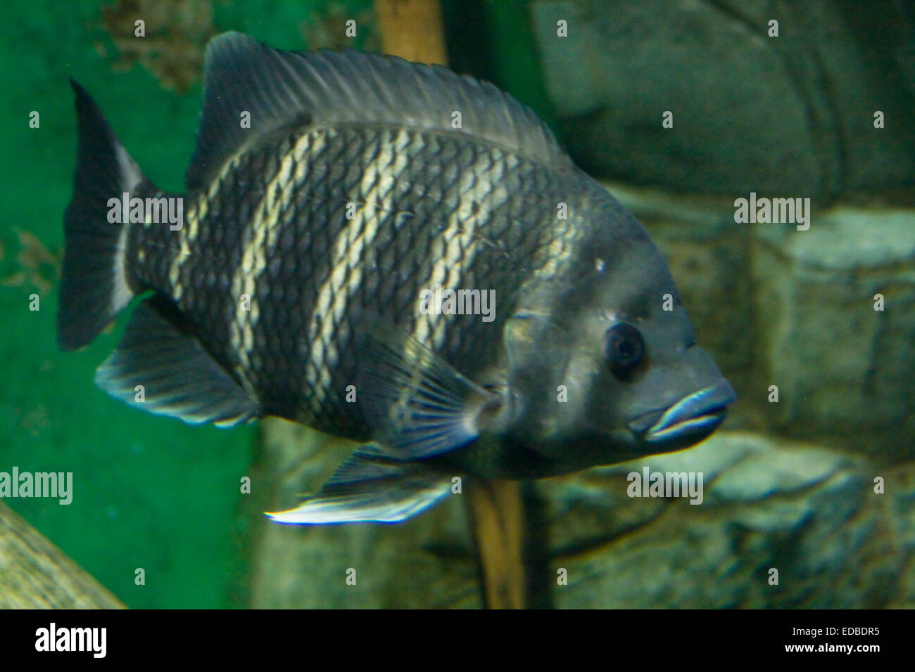 Tropical fish Tilapia buttuctikoferi, lives in rivers of Western Africa. Stock Photo