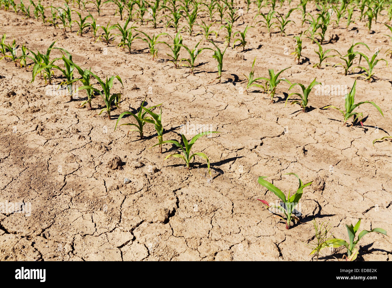 Corn field or maize field with mud cracks or drying cracks, Burgenland, Austria Stock Photo