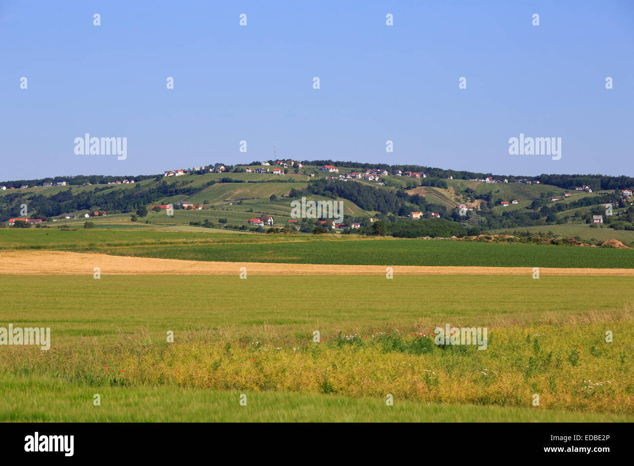 Vineyard, Eisenberg an der Pinka, Southern Burgenland, Burgenland, Austria Stock Photo