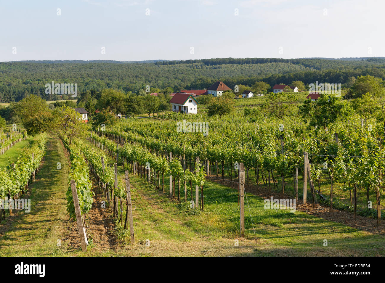 Vineyard Csaterberg, Kohfidisch, Southern Burgenland, Burgenland, Austria Stock Photo
