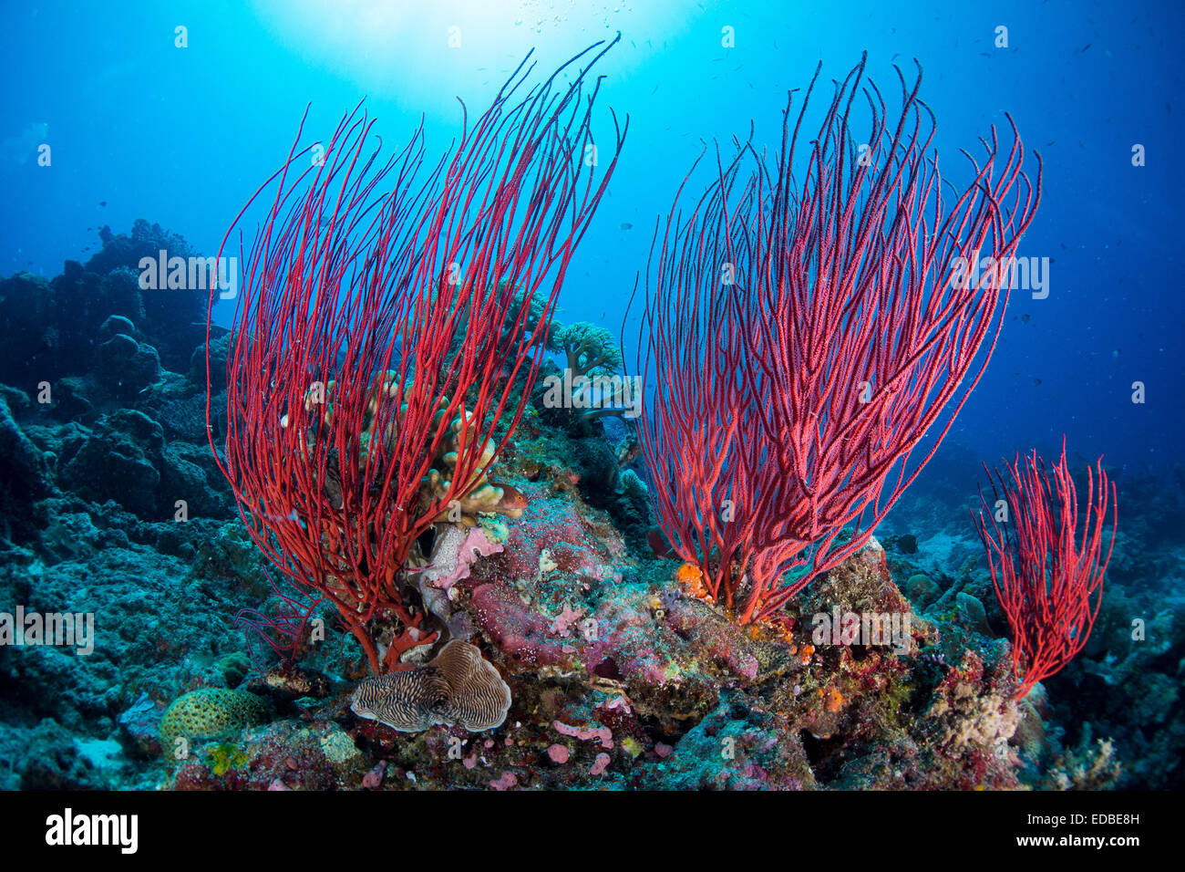 Red Sea Whip (Ellisella ceratophyta), Palau Stock Photo: 77084689 ...