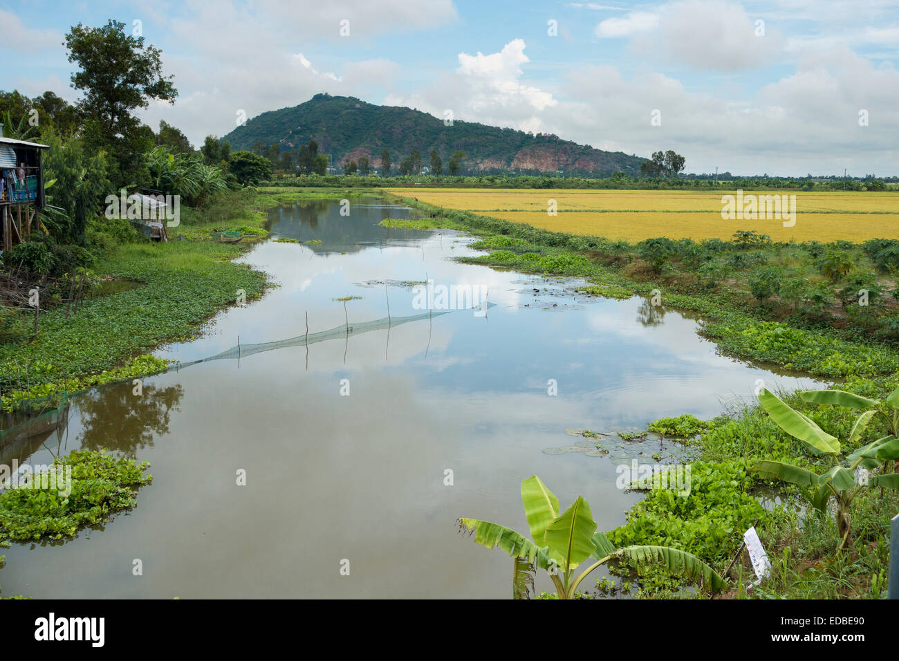 Rice paddies, Chao Doc, Vietnam Stock Photo