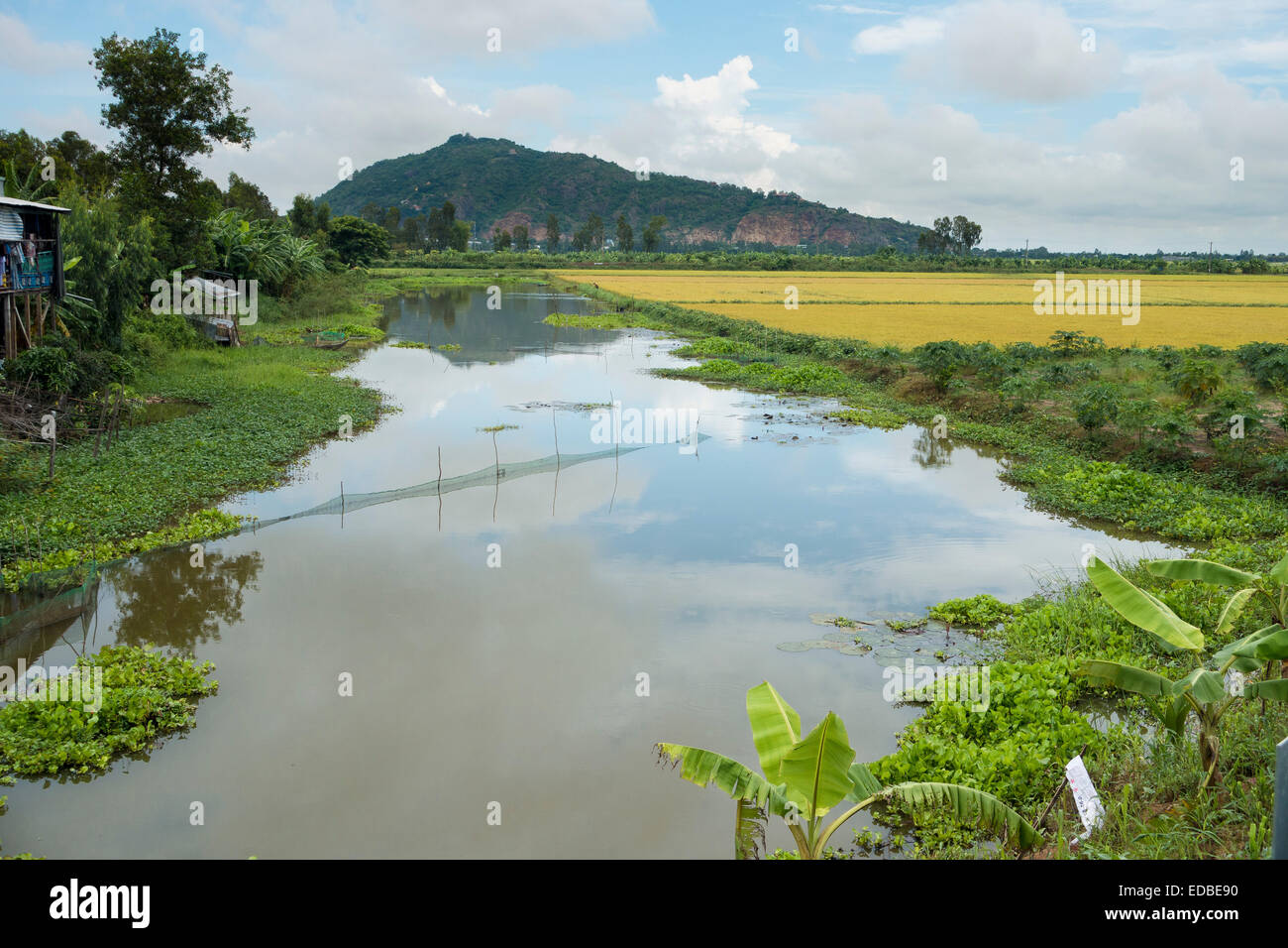 Rice paddies chao doc vietnam stock photo alamy