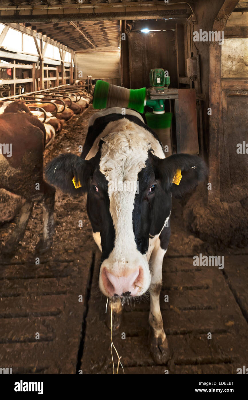 Dairy cow massaging her back with an automatic brush in a freestall, left cows in their resting spots, Bavaria, Germany Stock Photo