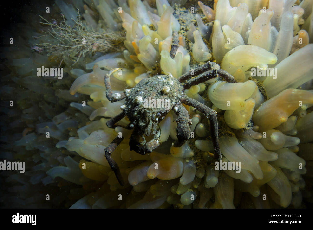 Scorpion Spider crab, Inachus dorsettensis, from  Lille bælt; the Baltic Sea,Denmark. Stock Photo