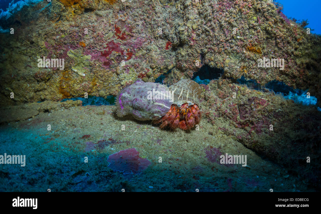 Anemone hermit crab sea anemone hi-res stock photography and images - Alamy