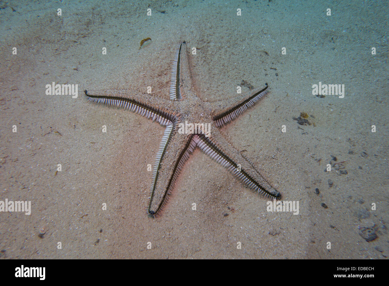 Starfish, Astropecten bispinosus, on a sandy ground. Found on a dive at Mgarr Ix-Xini in Malta, Mediterranean Sea. Stock Photo