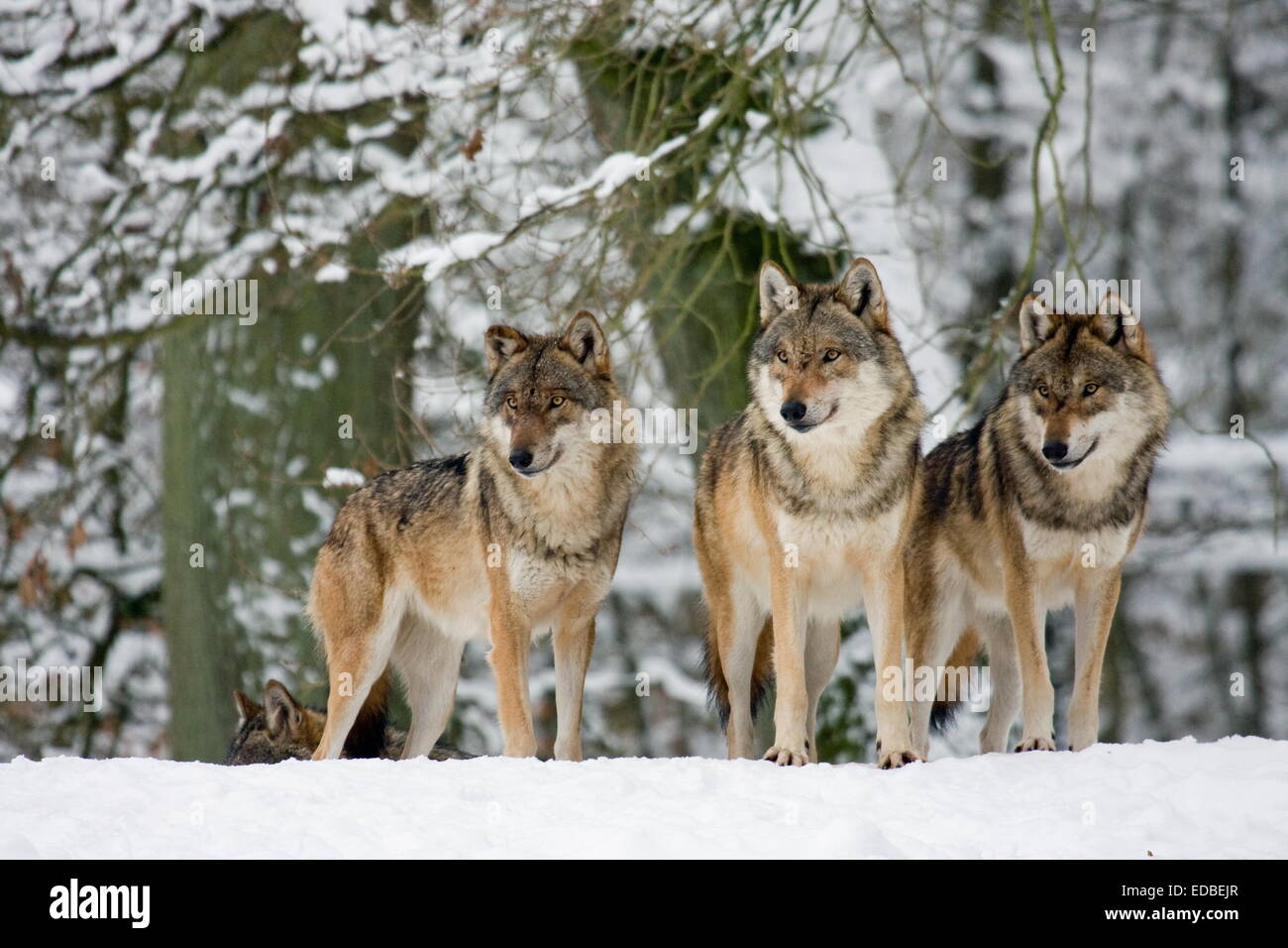 Three standing wolves (Canis lupus) in the snow, captive, Germany Stock Photo