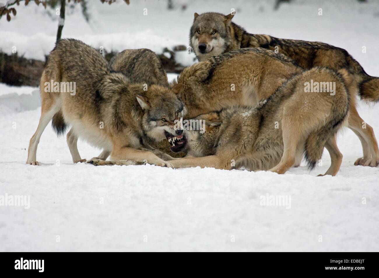Fighting Wolves (Canis lupus) in the snow, captive, Germany Stock Photo