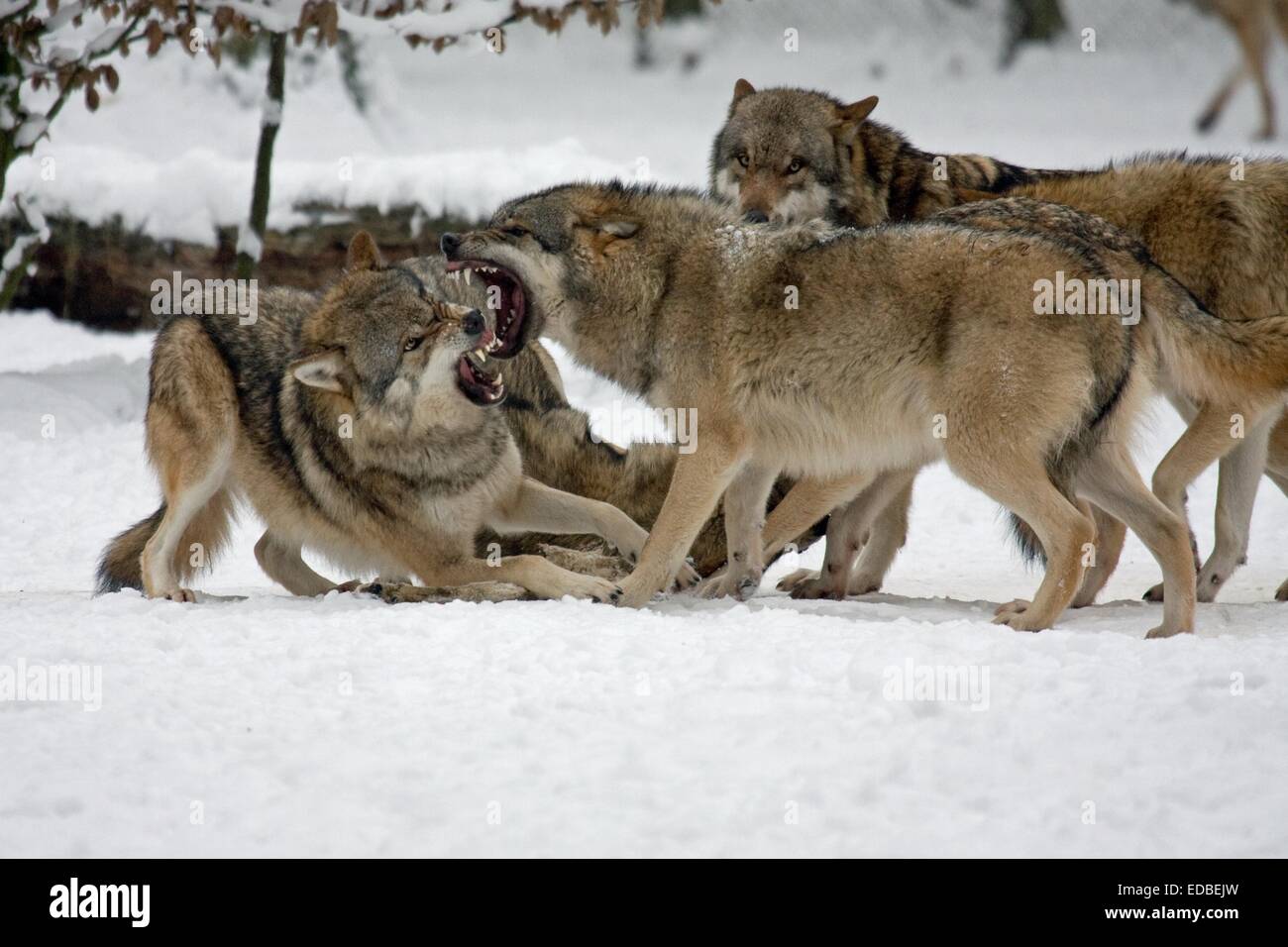 Fighting Wolves (Canis lupus) in the snow, captive, Germany Stock Photo