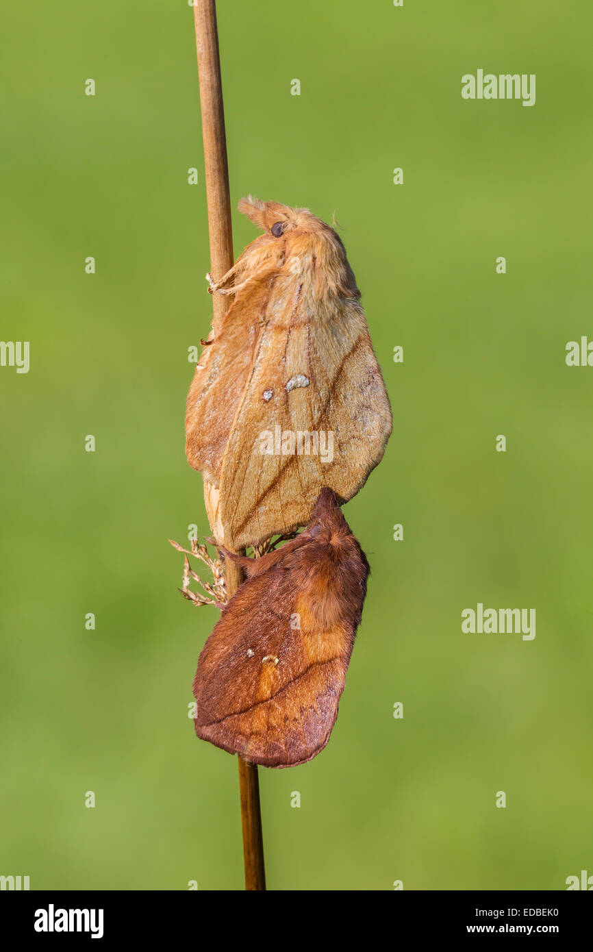 The Drinker moth (Euthrix potatoria), Volcanic Eifel, Rhineland-Palatinate, Germany Stock Photo