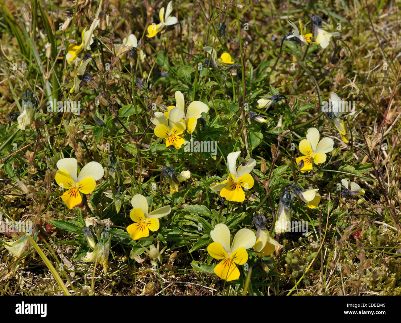 Dune Pansy - Viola tricolor curtisii Common flower of the Machair Stock Photo