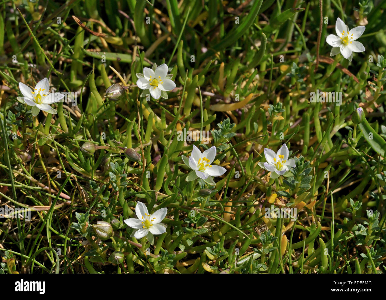 Greater Sea-spurrey - Spergularia media White form. Outer Hebrides Stock Photo