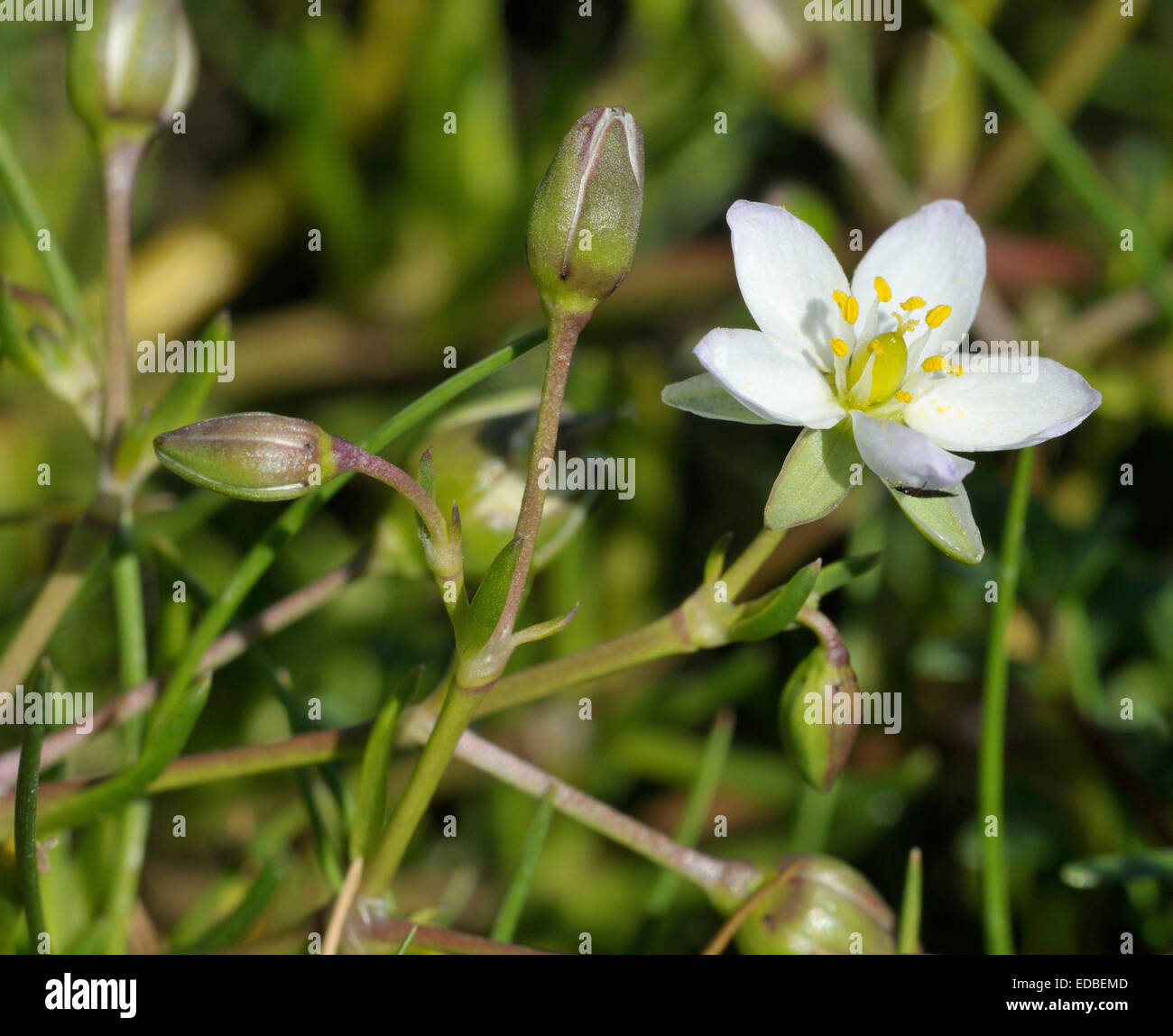 Greater Sea-spurrey - Spergularia media White form, single flower. Outer Hebrides Stock Photo