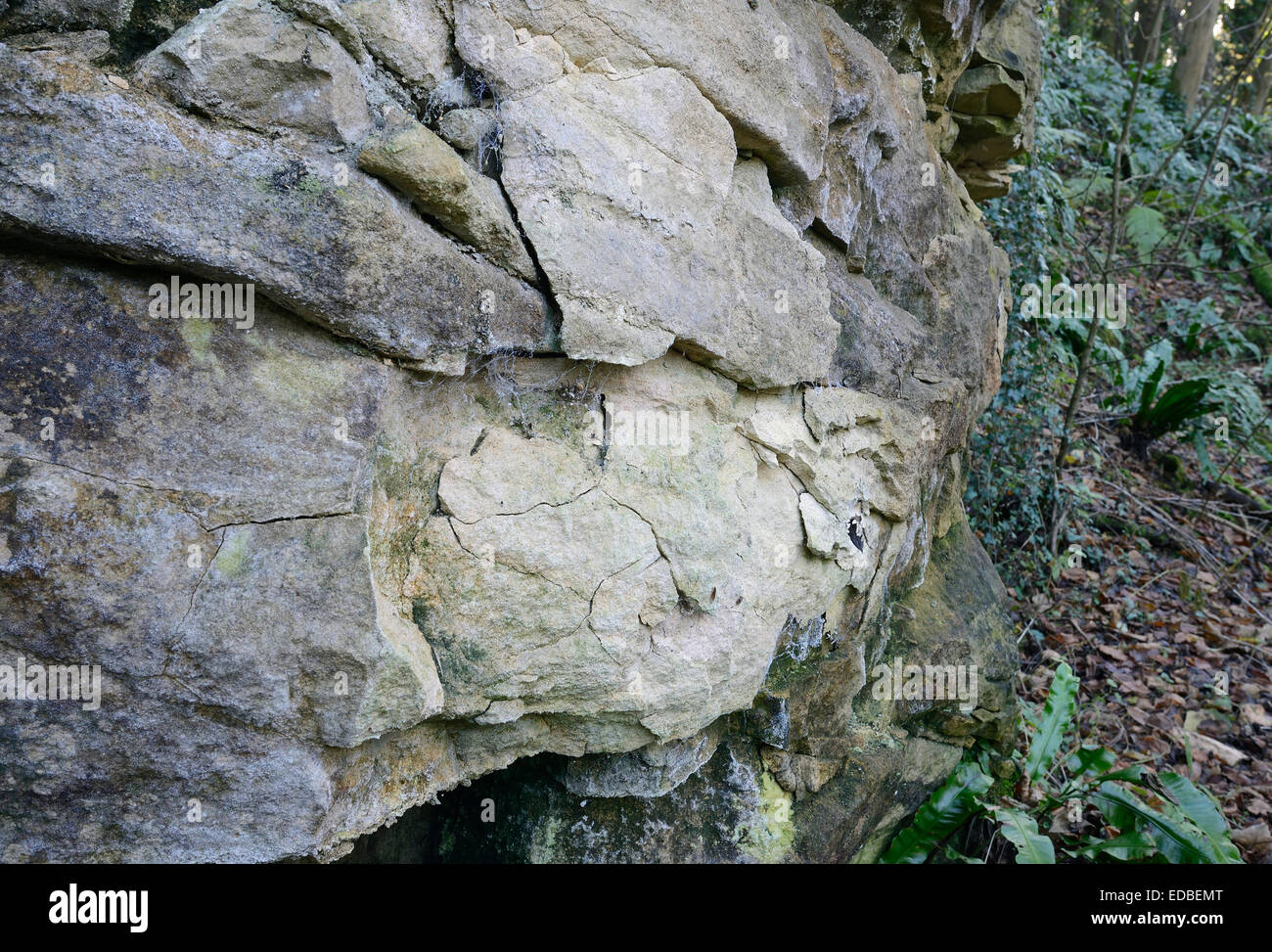 Crumbling Cotswold Limestone in Disused Quarry, Coaley Peak with Hartstongue ferns - Asplenium scolopendrium Stock Photo
