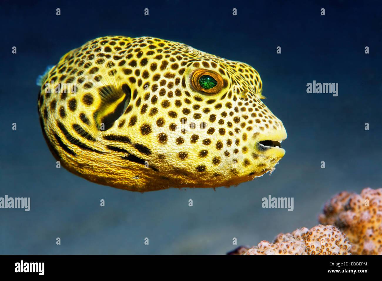 Puffer fish hi-res stock photography and images - Page 2 - Alamy