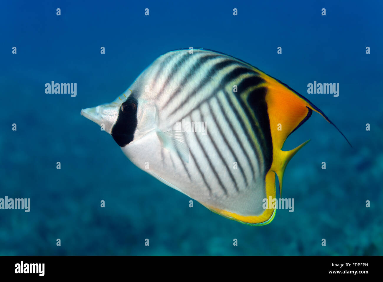 Threadfin Butterflyfish Chaetodon Auriga Great Barrier Reef Pacific Threadfin Butterflyfish Chaetodon Auriga Great Barrier Reef Pacific