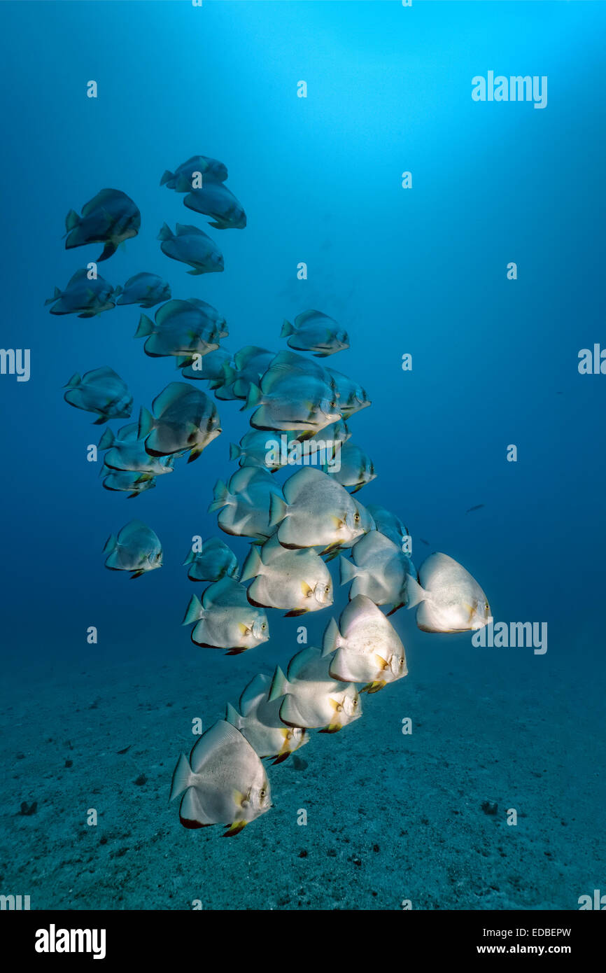 Swarm of Longfin Batfish (Platax teira), Great Barrier Reef, Pacific, Australia Stock Photo