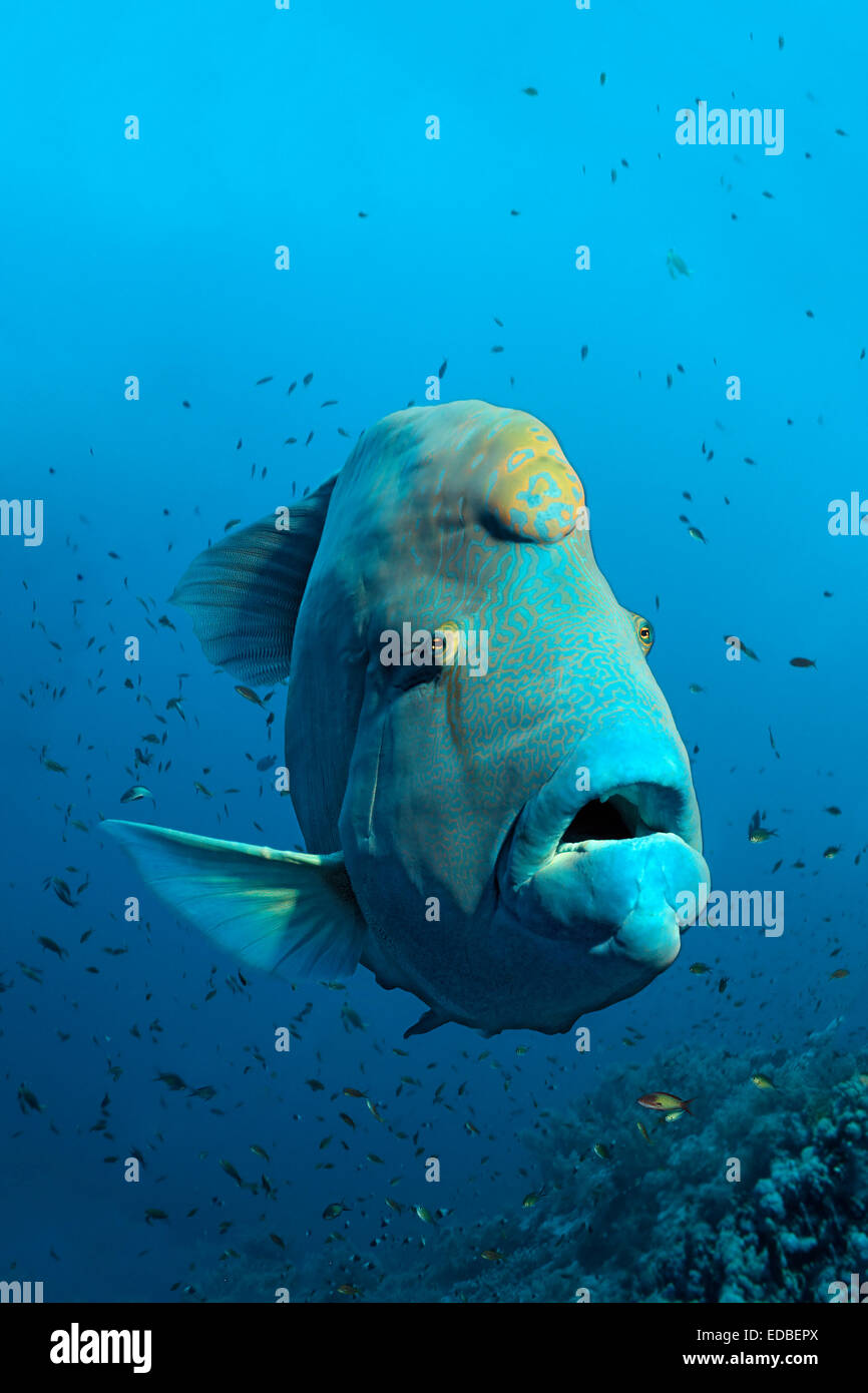 Humphead wrasse (Cheilinus undulatus) over coral reef, the Great Barrier Reef, Pacific, Australia Stock Photo