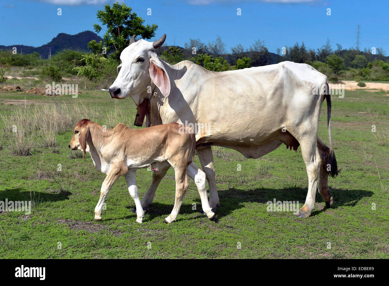 Domestic cattle, cow and calf on a meadow, Hua Hin, Thailand Stock ...