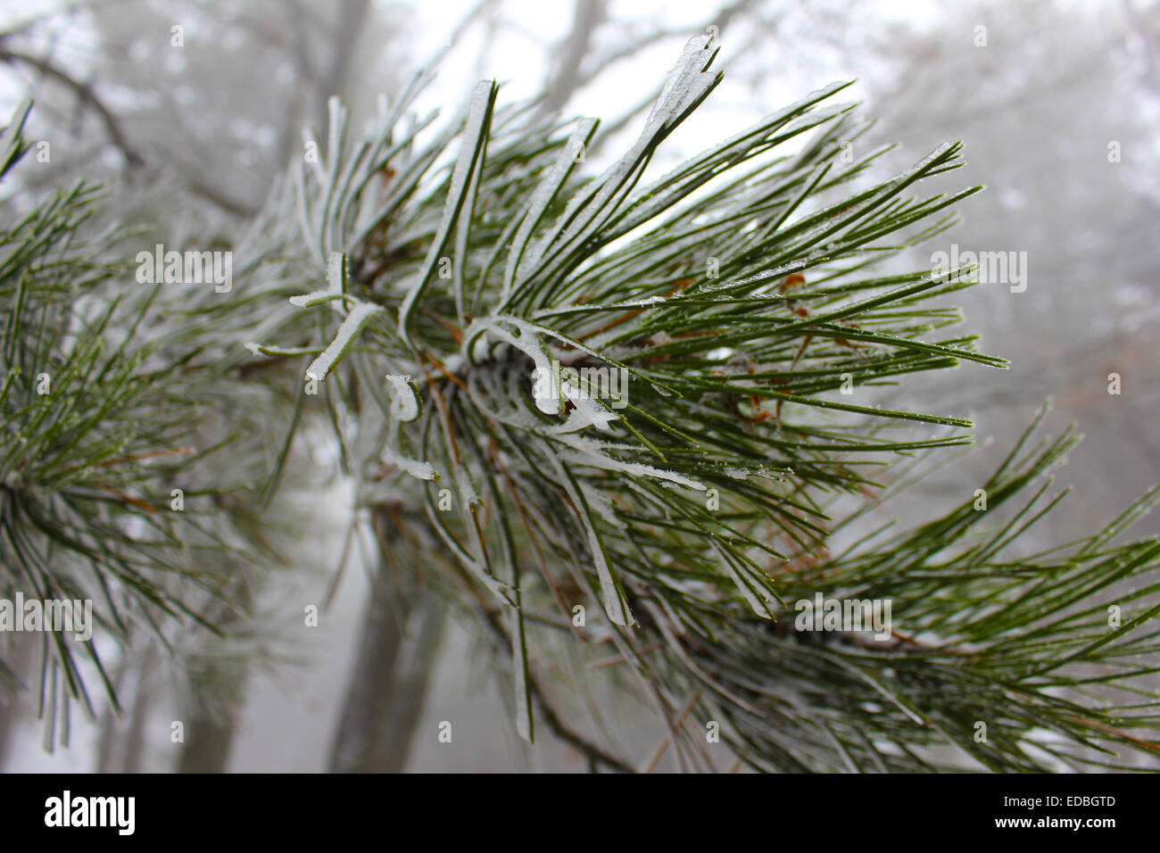 A walk in to the woods , Cholomontas  Mountain in Chalkidiki Greece Stock Photo