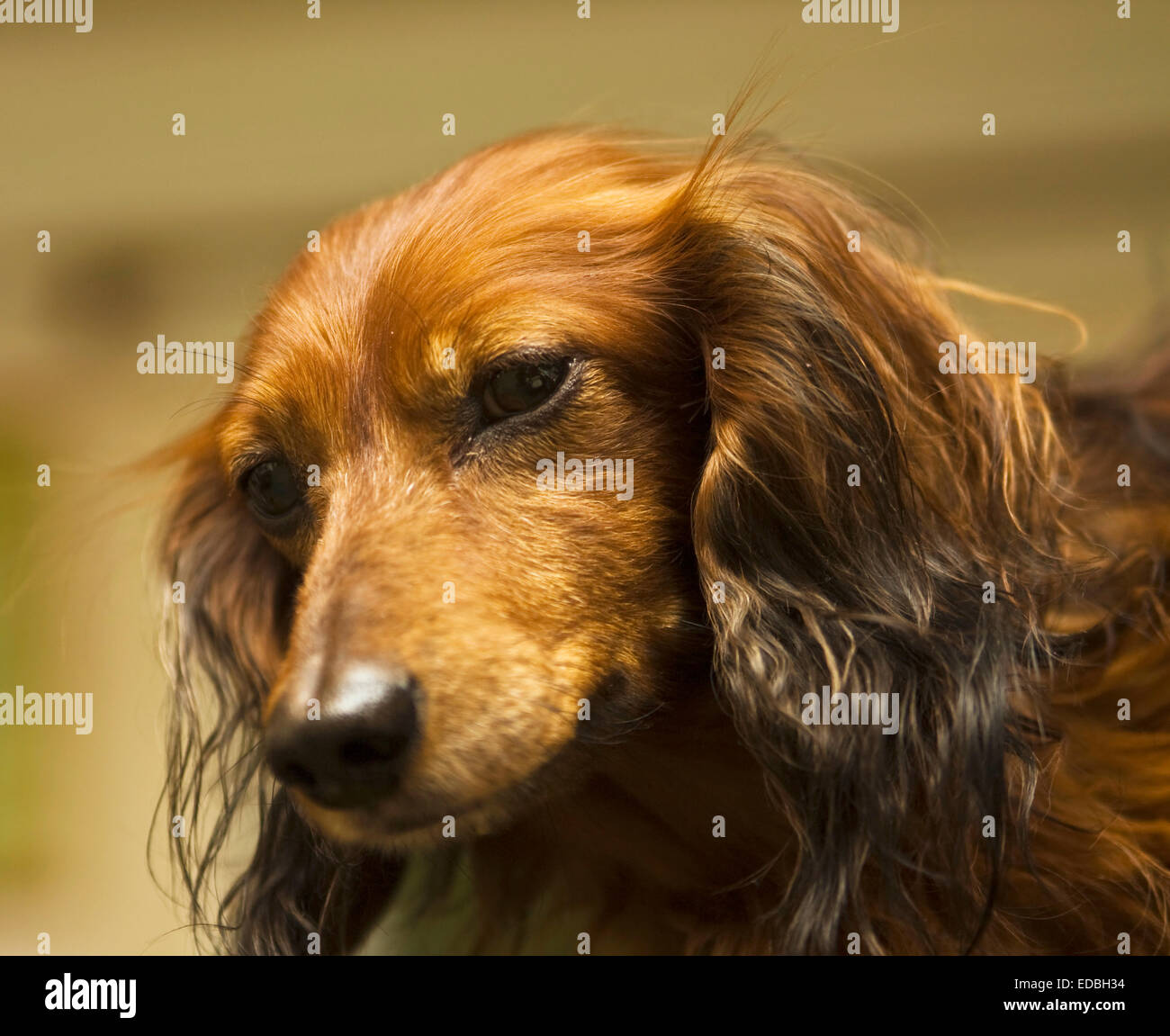 Portrait of brown dachshund (badgerdog), one head only Stock Photo Alamy