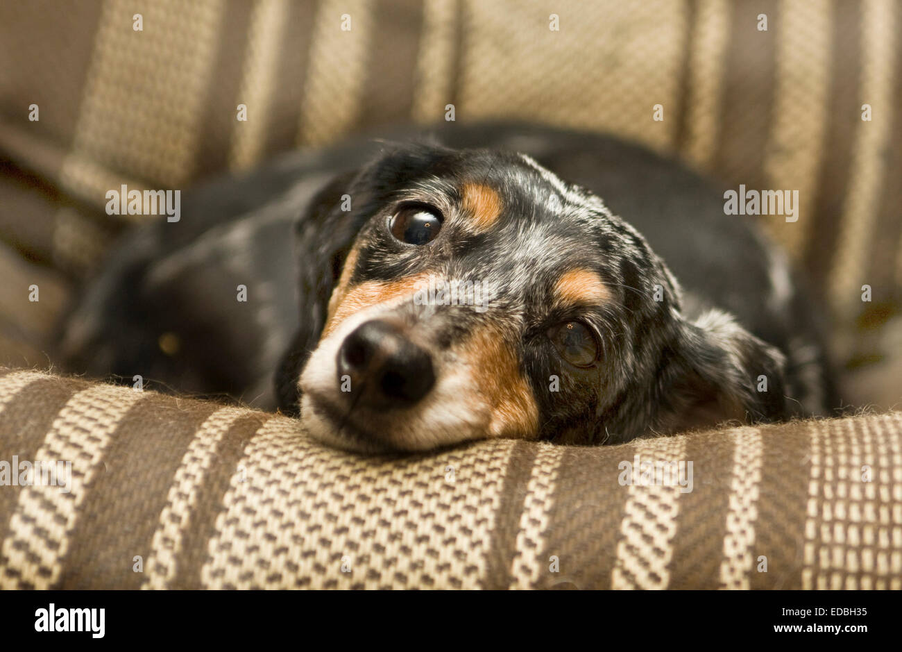 Short Haired Dachshund Stock Photos Short Haired Dachshund Stock