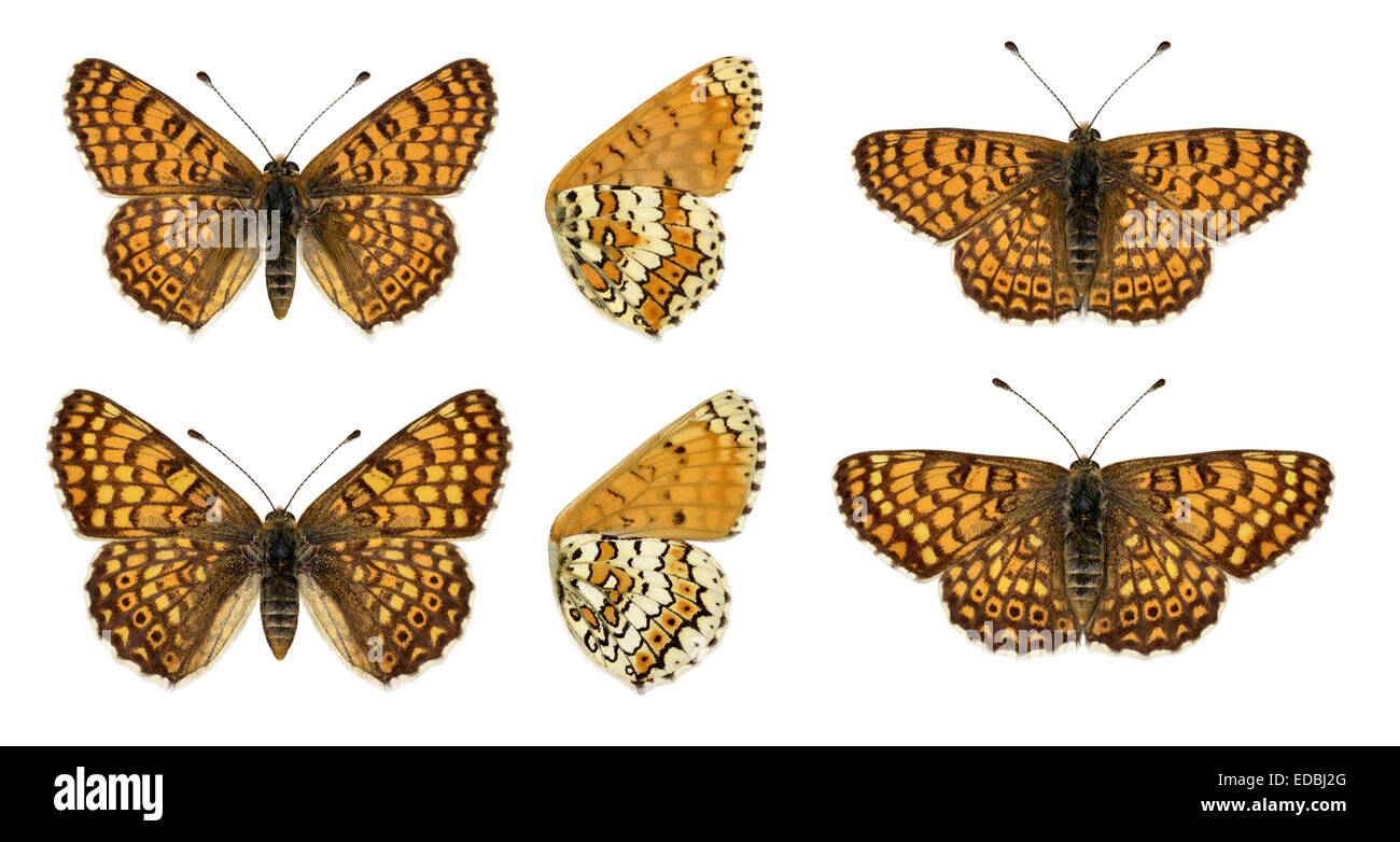 Glanville Fritillary - Melitaea cinxia - male (top row) - female (bottom row). Stock Photo