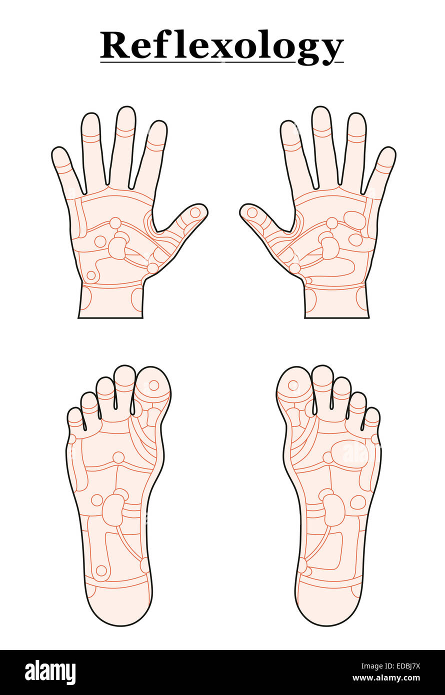 Hands and feet divided into the reflexology areas of the corresponding internal organs and body parts. Stock Photo