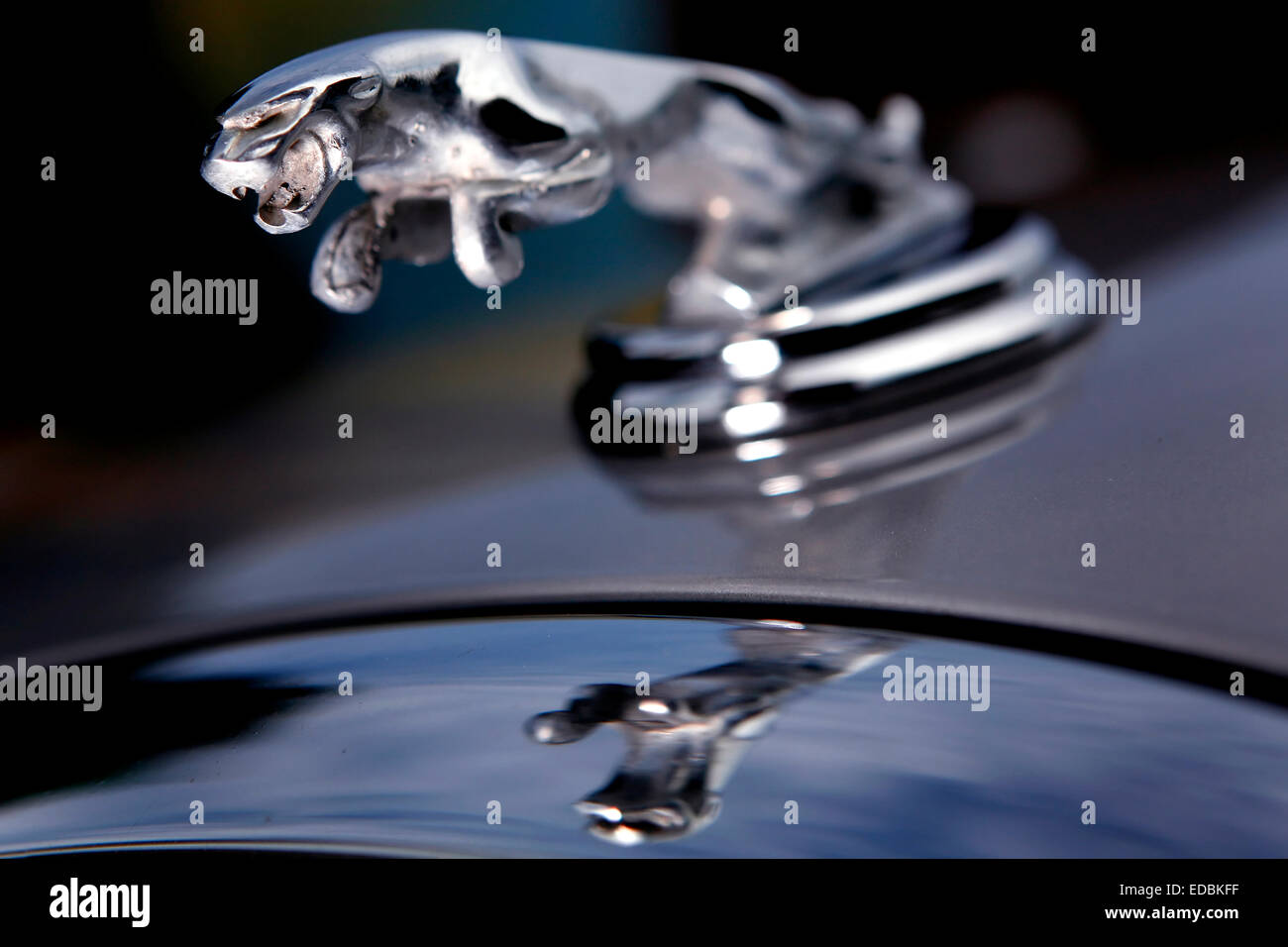 Jaguar car logo hires stock photography and images Alamy