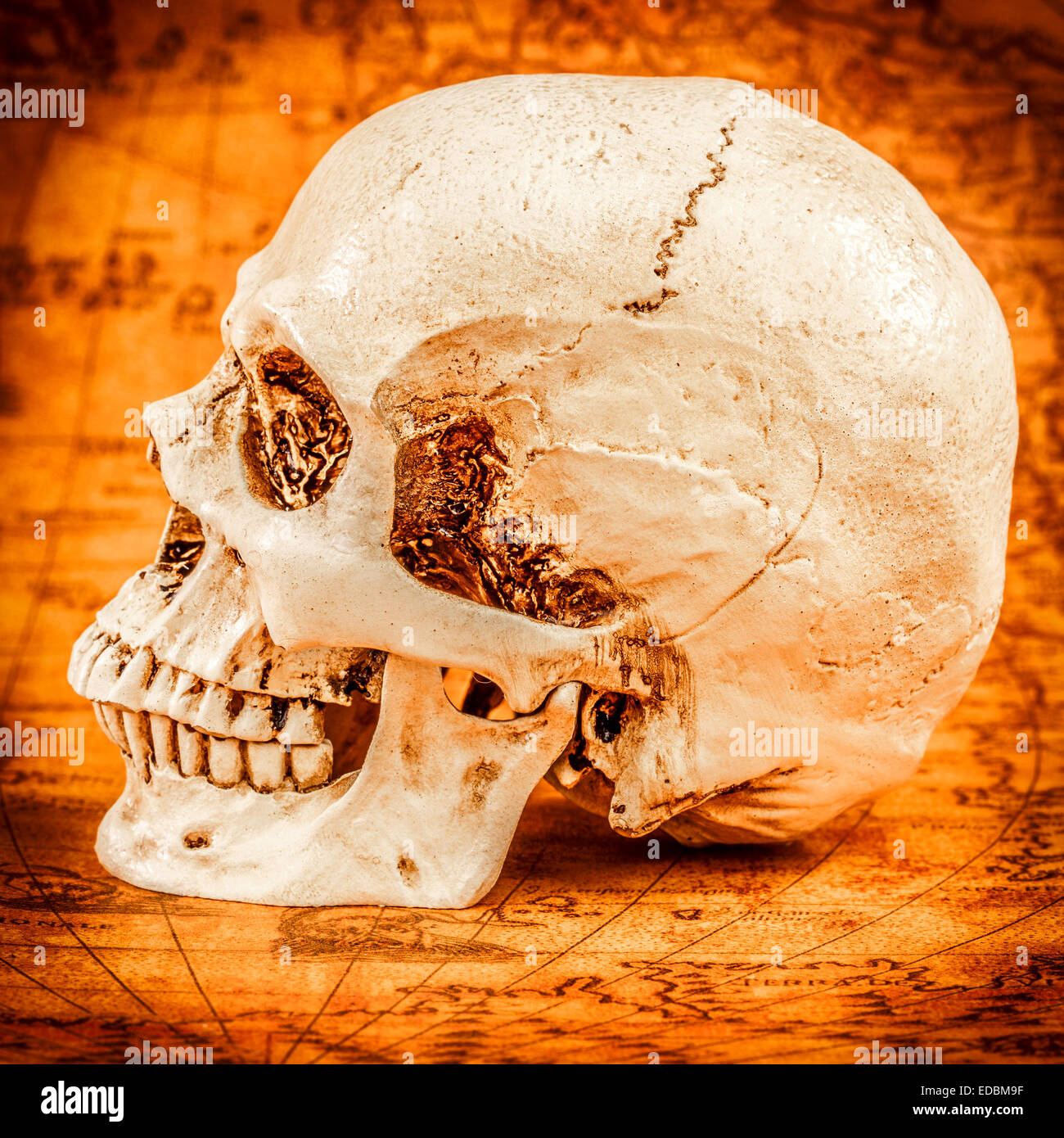 Human skull on old map Stock Photo
