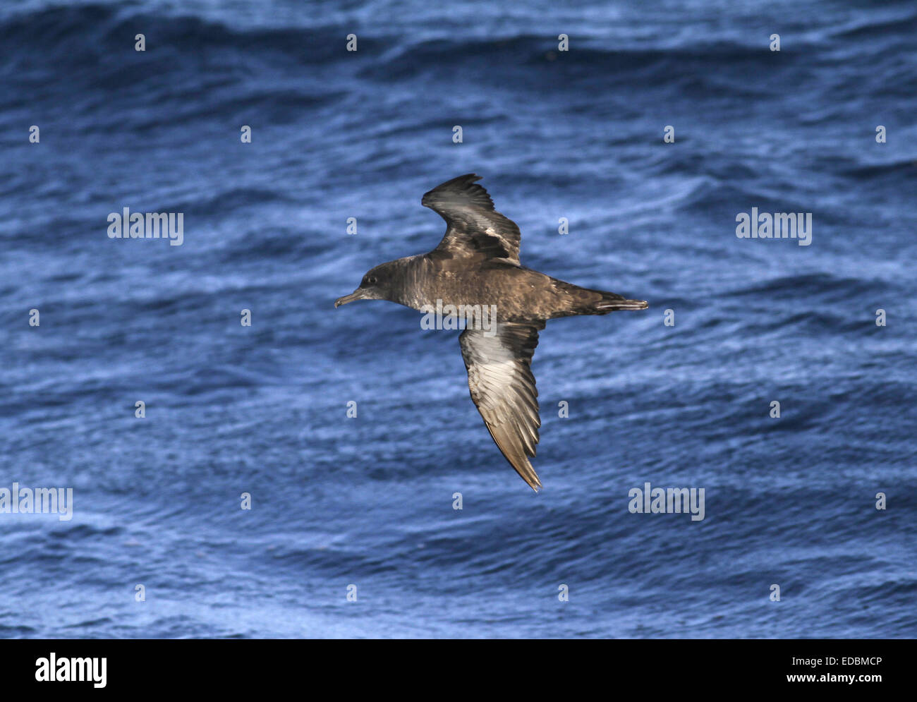 Sooty Shearwater - Puffinus griseus. Stock Photo