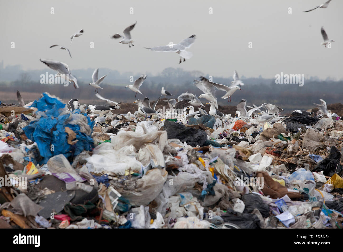 Seagulls pick through waste landfill site near hires stock photography