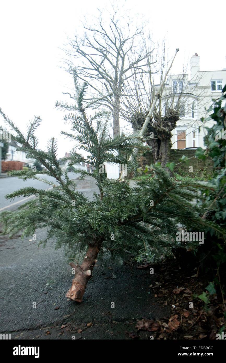Christmas tree awaiting collection hires stock photography and images