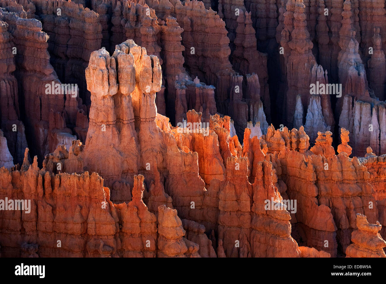 Rock formations, hoodoos, Bryce Canyon National Park, Utah, United States Stock Photo