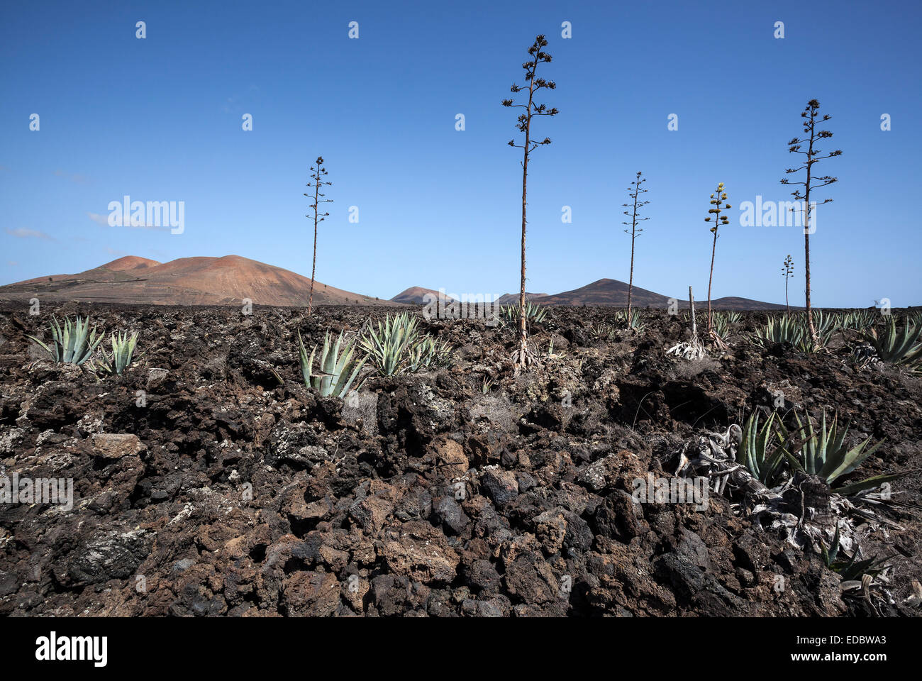 Agaves (Agave) in the lava field near Mancha Blanca, Lanzarote, Canary Islands, Spain Stock Photo