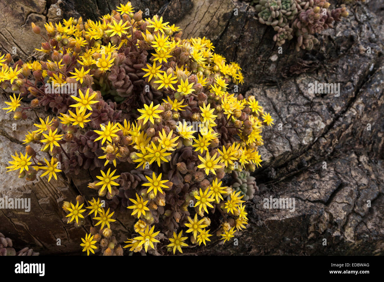 Monanthes plants of the Crassulaceae family (Monanthes), yellow flowers, Lanzarote, Canary Islands, Spain Stock Photo