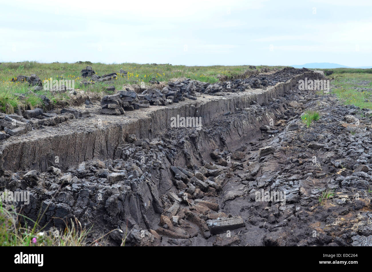 A field of peat that is used in the process of making Laphroaig Whisky, Islay, Scotland Stock Photo