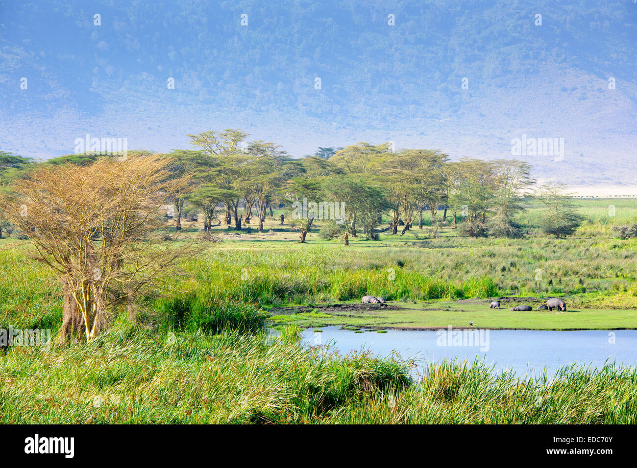 Landscape with lake, yellow-bark acacia (Acacia erubescens), reeds and a group of  Hippo (Hippopotamus amphibius) resting on the Stock Photo