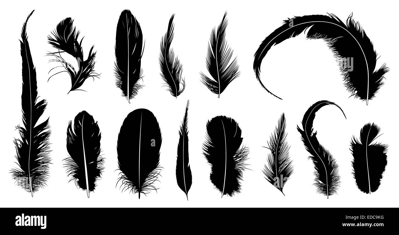 Set of different feathers isolated on white Stock Photo - Alamy