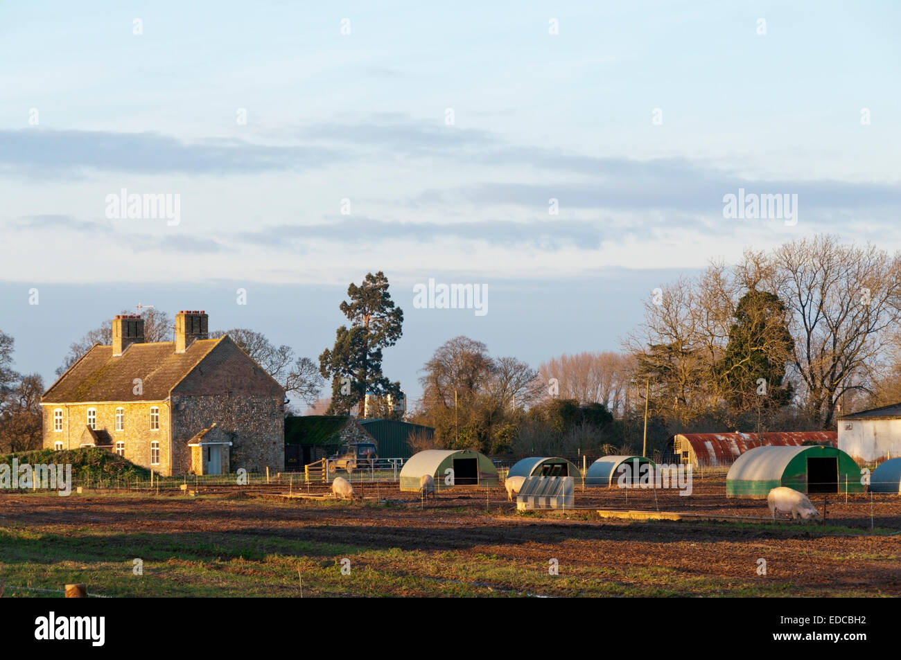 Pig arks and farmhouse, Norfolk. Stock Photo