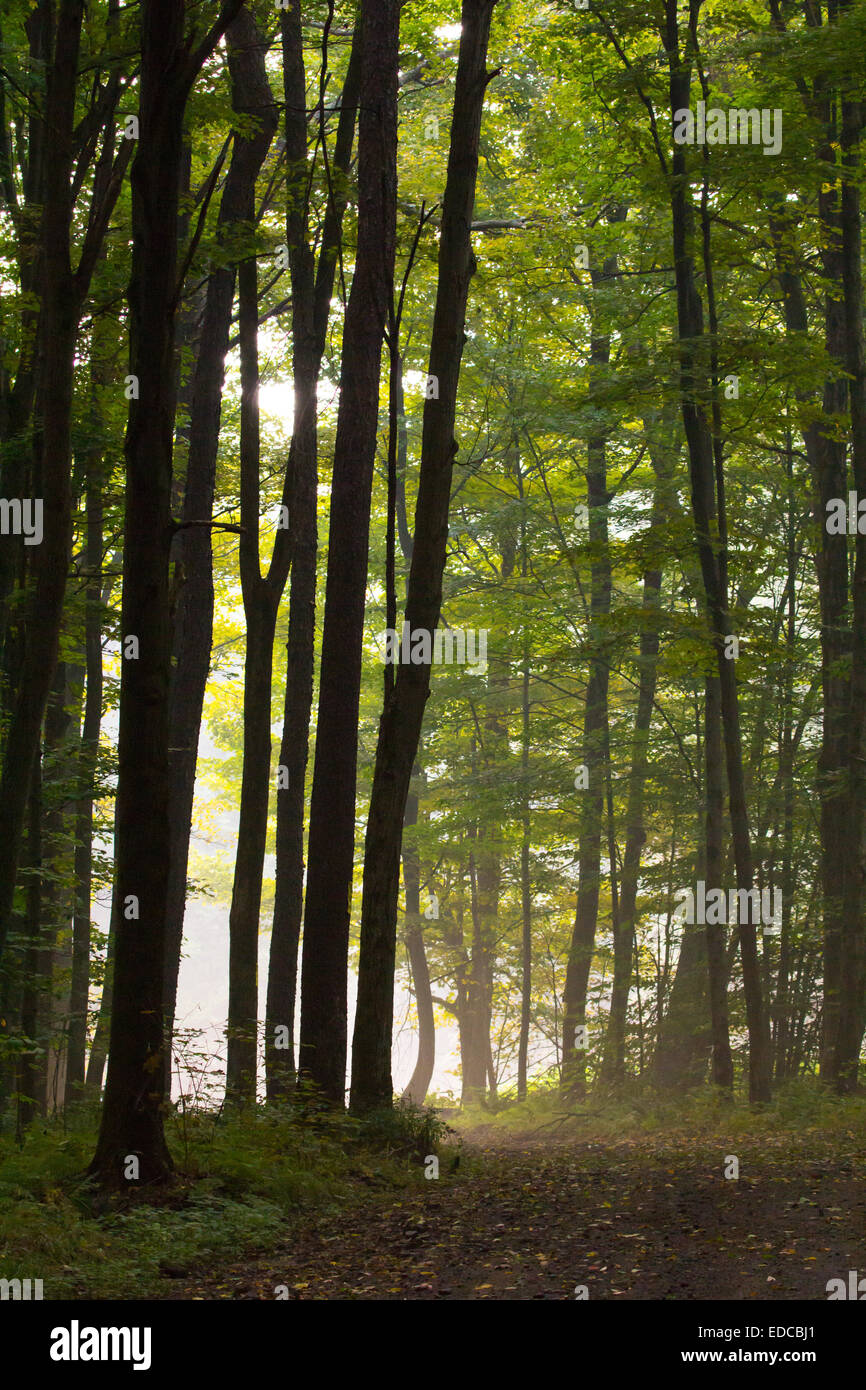 A morning forest scene in Pennsylvania Stock Photo Alamy