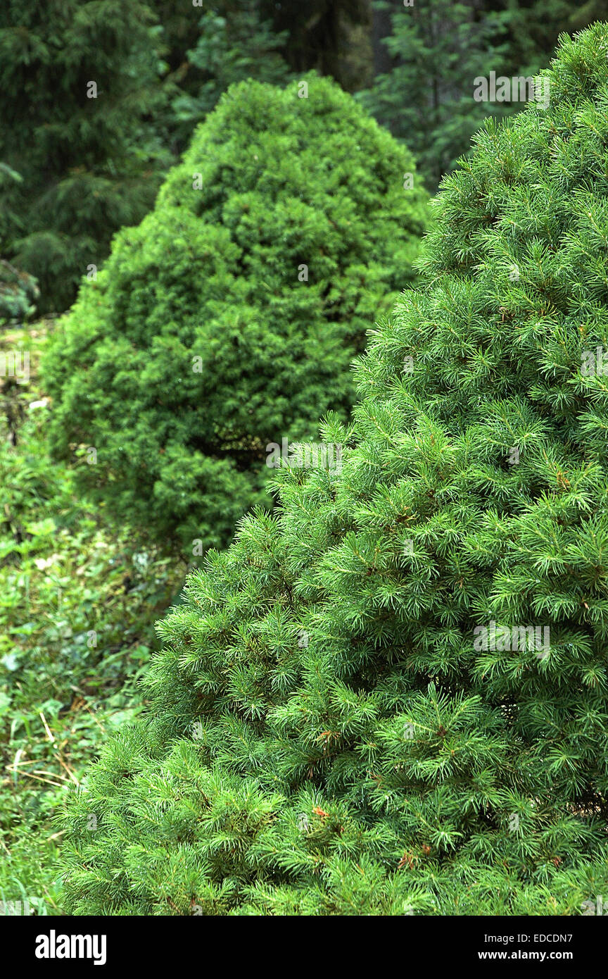 Thuja Green on a background of green thuja in the garden Stock Photo